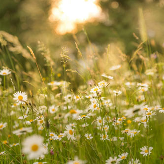 Complementary Therapies - Bach Flower Remedies & Luscher Colour Test